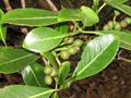 Inocarpus fagifer